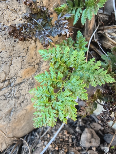 Aspidotis californica, 2026-10-16