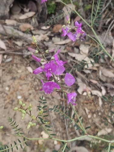 Swainsona galegifolia observed 2026-10-16