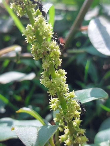 African Soapberry
