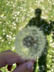 Taraxacum