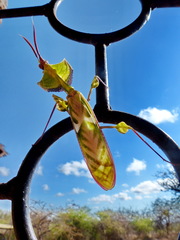 Idolomantis diabolica