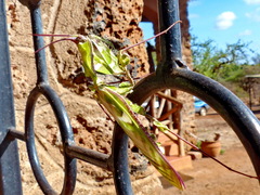 Idolomantis diabolica