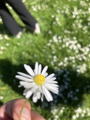 Bellis perennis