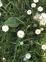 Bellis perennis