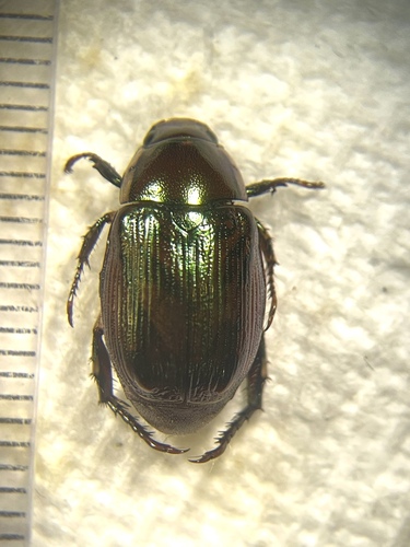 Margined Shining Leaf Chafer