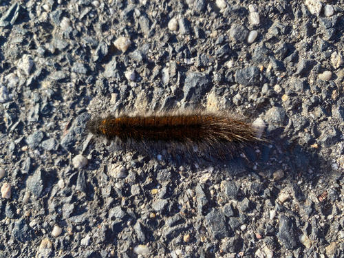 Fox Moth