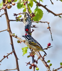 Pogoniulus pusillus