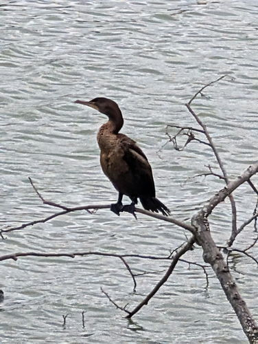 Double-crested Cormorant