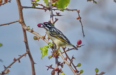 Pogoniulus pusillus