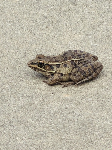 Southern Leopard Frog observed by argonauta