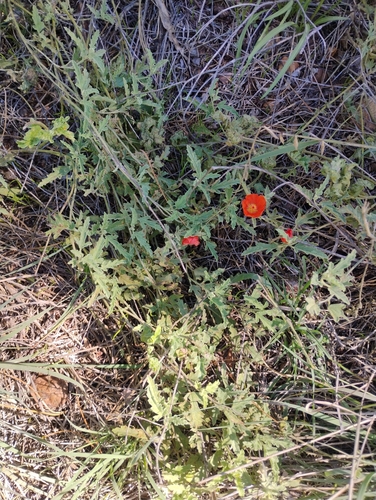 Sphaeralcea rusbyi, 2026-10-16