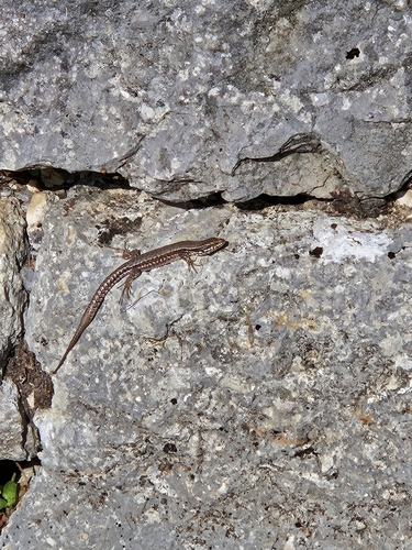 Common Wall Lizard
