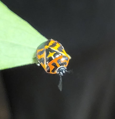 Harlequin Bug