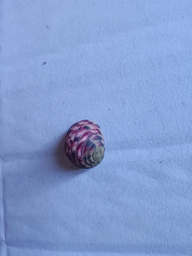 Nerita versicolor observed 2026-10-15