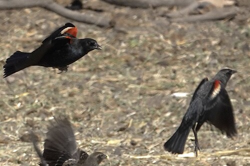 Tricolored Blackbird