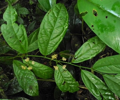 Lasianthera africana observed 2012-12-11