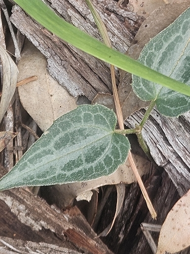 Clematis glycinoides observed 2026-10-16