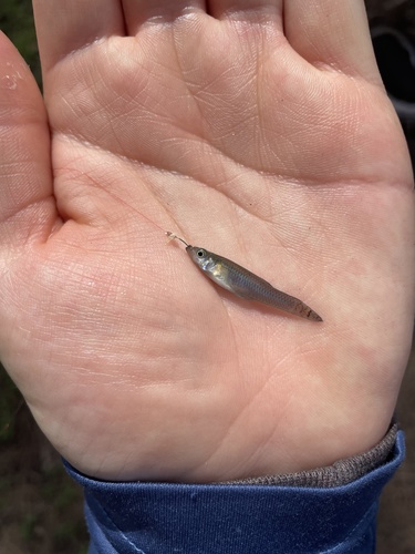 Eastern Mosquitofish