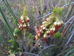 Erica intermedia