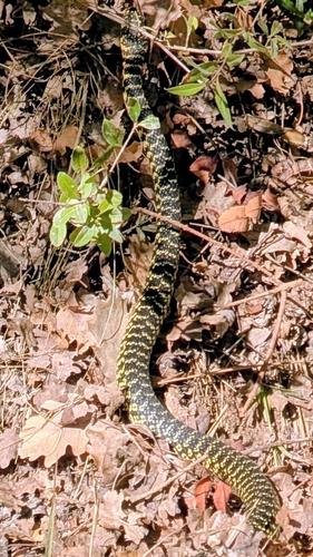 Green Whip Snake