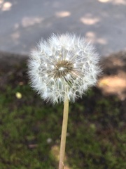 Taraxacum