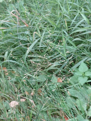 Poa palustris, 2026-10-08