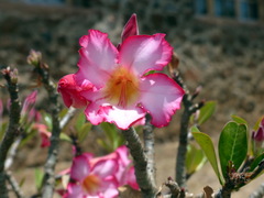 Adenium