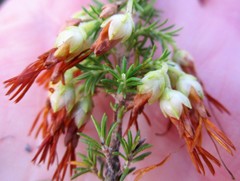 Erica intermedia