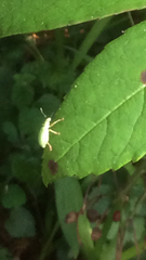 Polydrusus formosus