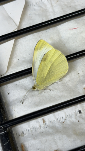 Small White
