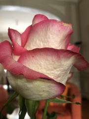 Rosa