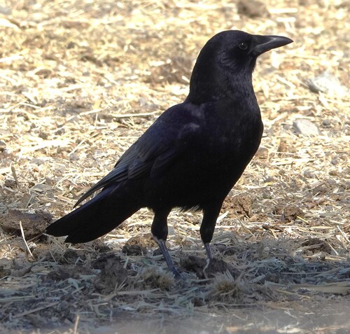 American Crow