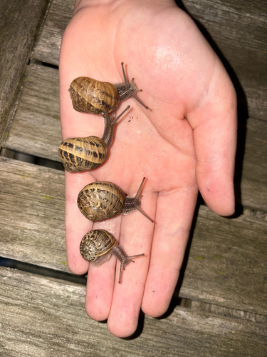 Garden Snail