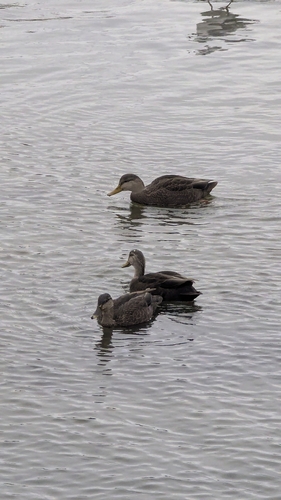 American Black Duck