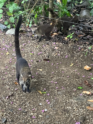 White-nosed Coati observed by vicritchie
