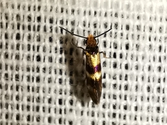 Micropterix aglaella