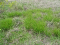 Carex subbracteata