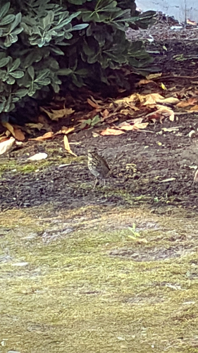 Hermit Thrush