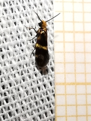 Micropterix aglaella