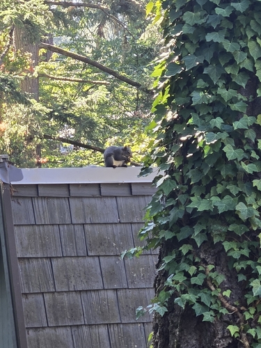 Western Gray Squirrel observed by starilie