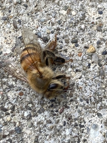 Western Honey Bee