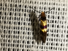 Micropterix aglaella