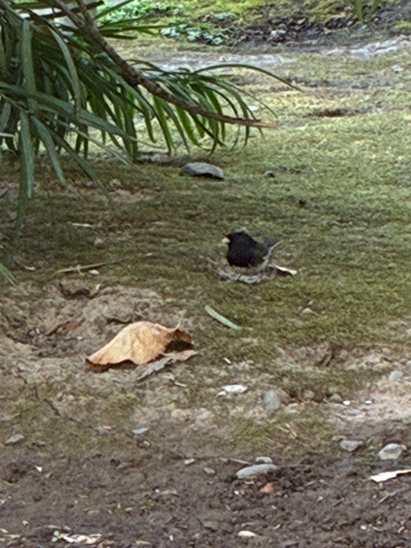 Dark-eyed Junco