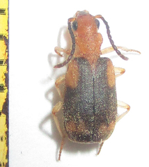 Brachininae