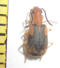 Brachininae