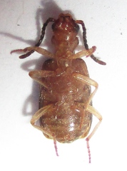 Brachininae