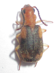 Brachininae