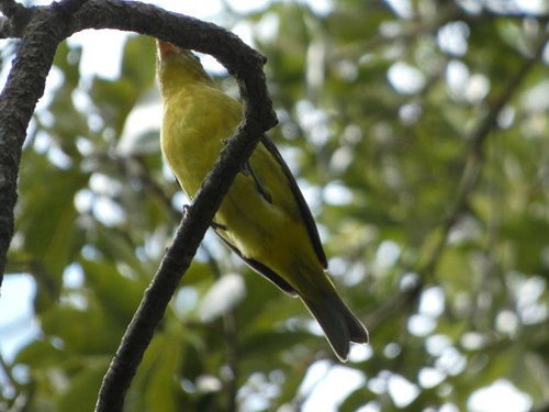 Scarlet Tanager