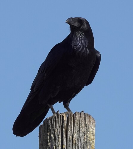 Common Raven