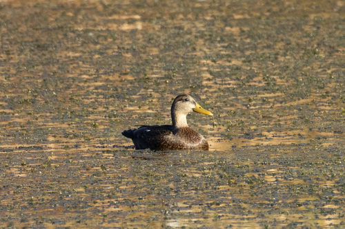 American Black Duck